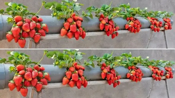 فیلم/ روشی جالب و ساده برای پرورش توت فرنگی در لوله پلاستیکی در پشت بام 