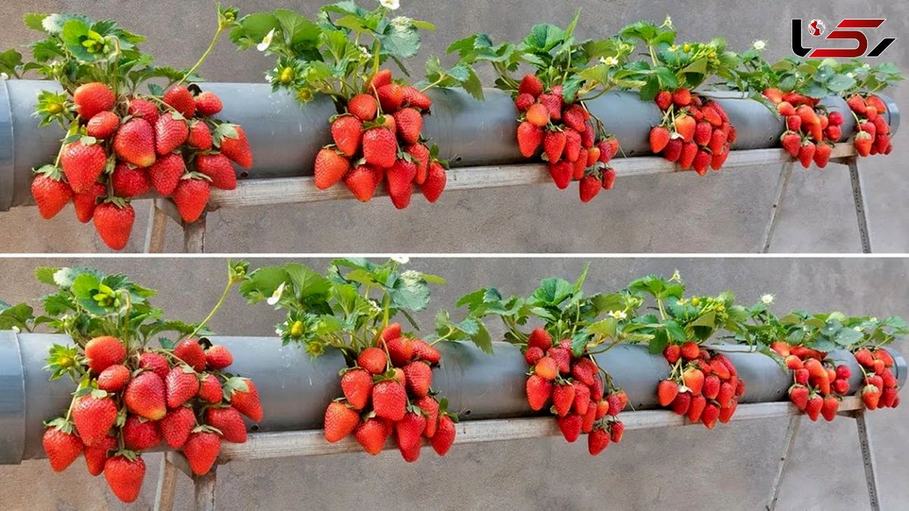 فیلم/ روشی جالب و ساده برای پرورش توت فرنگی در لوله پلاستیکی در پشت بام 