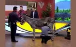 دوشیدن شیر الاغ در پخش زنده تلویزیون و ذوق خانم مجری !