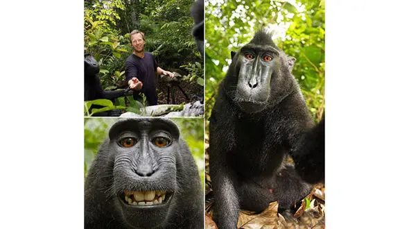 سلفی میمون‌های بازیگوش از خود شان +تصاویر 