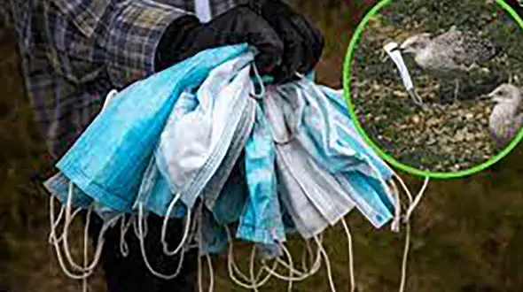 10 عکس تاسفبار از ماسک‌های کرونا در زندگی پرندگان!