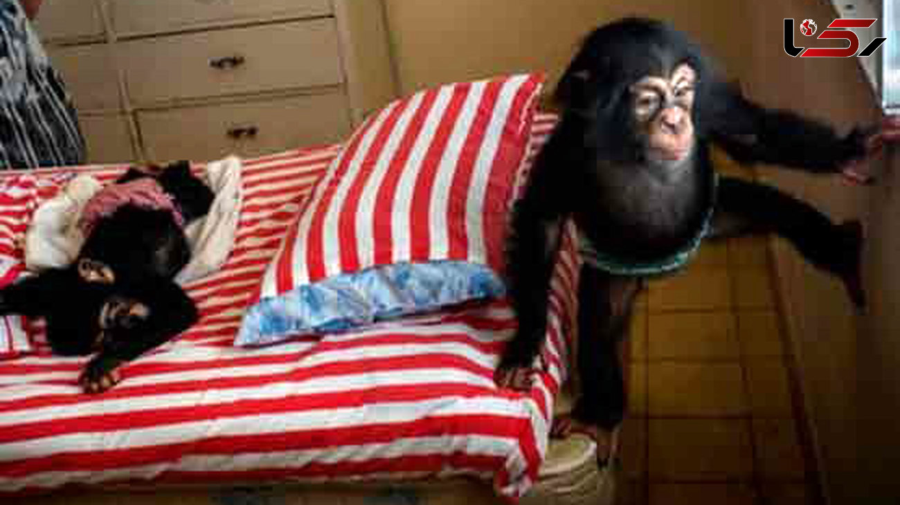 نگهداری تمام وقت یک زن از شامپانزه ها در آپارتمانش +عکس های دیدنی