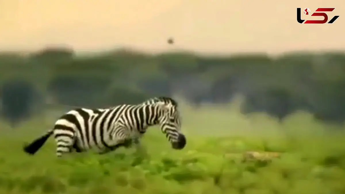 فیلم شکار نافرجام یوزپلنگ و پایان تلخ برای توله ها