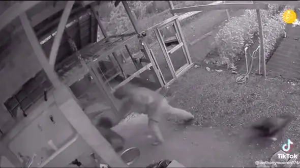 ببینید / لحظه رویارویی و سیلی زدن یک مرد به خرس گریزلی برای دفاع از همسرش! + فیلم