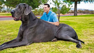 فیلم/ 10 سگ خانگی بزرگ و غول پیکر جهان