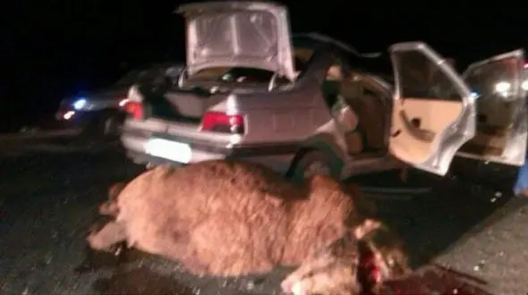 عکس صحنه تصادف خونین یک پژو با شتر / پژو مچله شد و 6 مسافرش زخمی شدند 