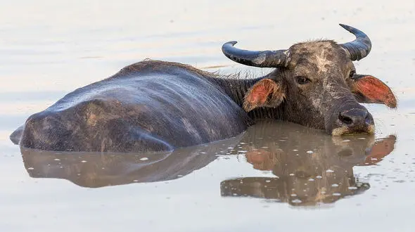 واردات گوشت گاومیش از هند به ایران