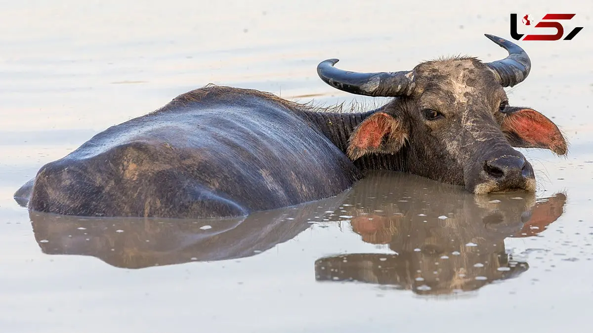 واردات گوشت گاومیش از هند به ایران