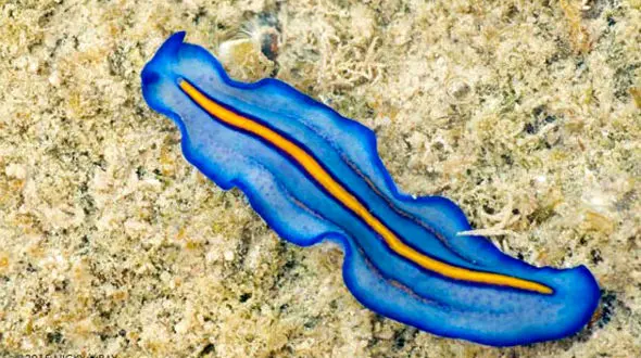 موجوداتی که هرگز نمی میرند و جاودانه اند+عکس