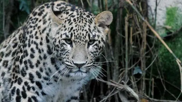 پلنگ ایران تا 10 سال آینده به وضعیت یوزپلنگ دچار می شود/ سازمان محیط زیست هیچ برنامه علمی و جامعی ندارد