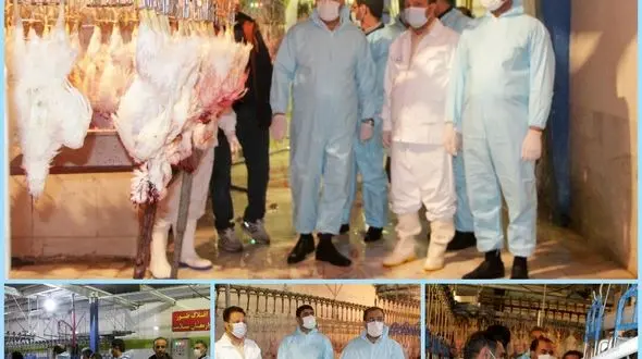 خطر /  مرغ زنده مصرف نکنید + علت