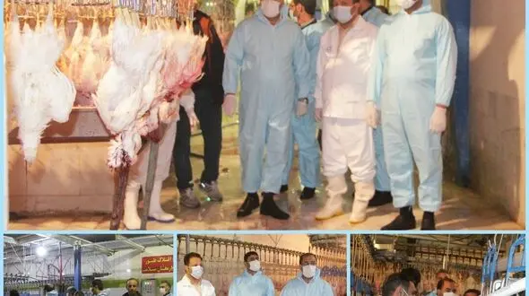 خطر /  مرغ زنده مصرف نکنید + علت