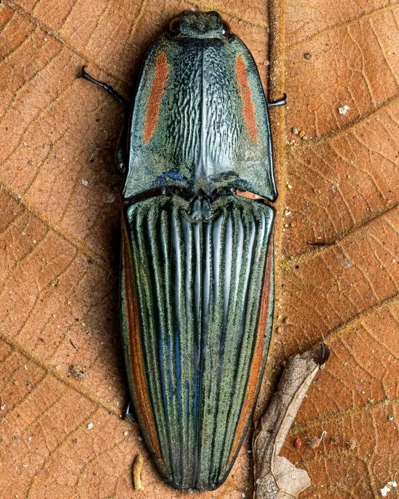 تصویر نمای نزدیک و ماکرو از سوسک بزرگ Chalcolepidius با فلس های رنگی و درخشان روی برگ های جنگل های بارانی اکوادور.