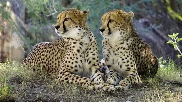 خال بدن که اثر انگشت است! + جزییات