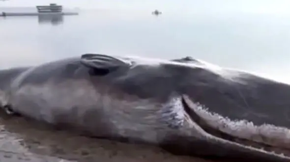 نجات نهنگ قاتل در روسیه