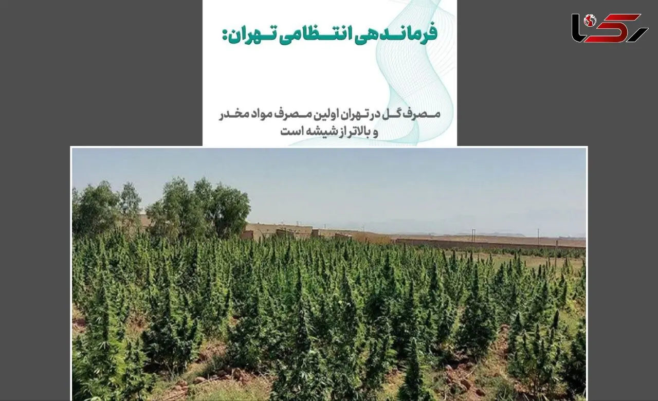 آژیر قرمز مخدر سبز در ایران / «گل»؛ مخدری که تهران را بلعیده ، میانکاله را به آتش کشیده و الیگودرز را قرق کرده است !