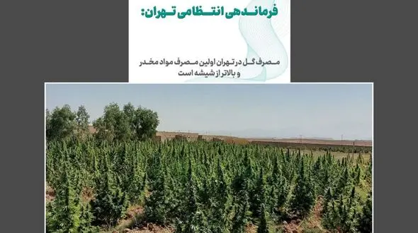 آژیر قرمز مخدر سبز در ایران / «گل»؛ مخدری که تهران را بلعیده ، میانکاله را به آتش کشیده و الیگودرز را قرق کرده است !