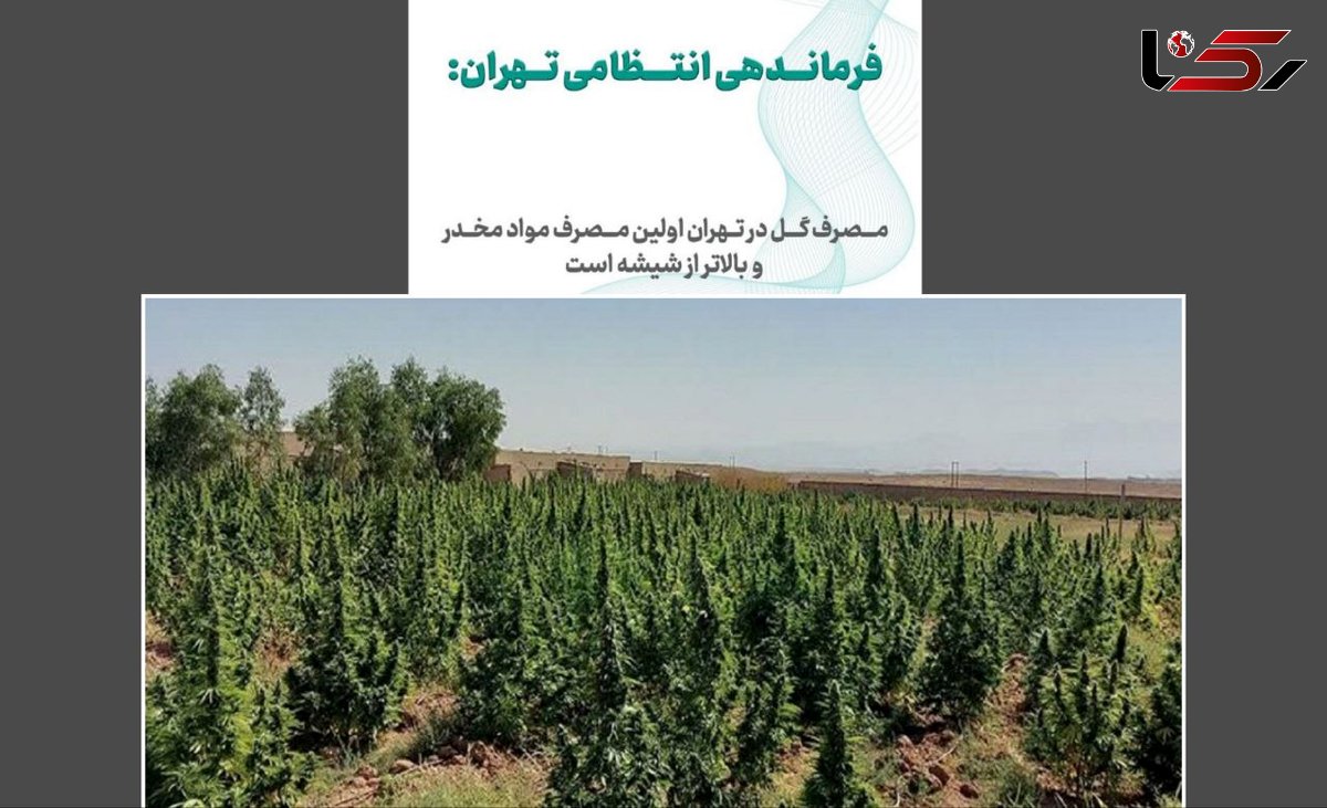 آژیر قرمز مخدر سبز در ایران / «گل»؛ مخدری که تهران را بلعیده ، میانکاله را به آتش کشیده و الیگودرز را قرق کرده است !