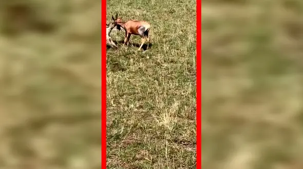 فیلم شکار گوزن شاخ چنگی توسط کفتار