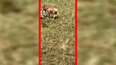 فیلم شکار گوزن شاخ چنگی توسط کفتار