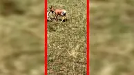 فیلم شکار گوزن شاخ چنگی توسط کفتار
