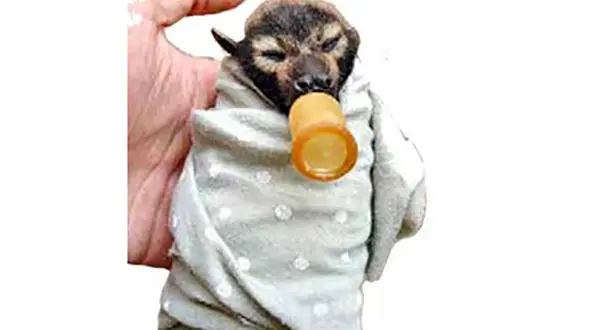 مرگ و میر عجیب خفاش ها