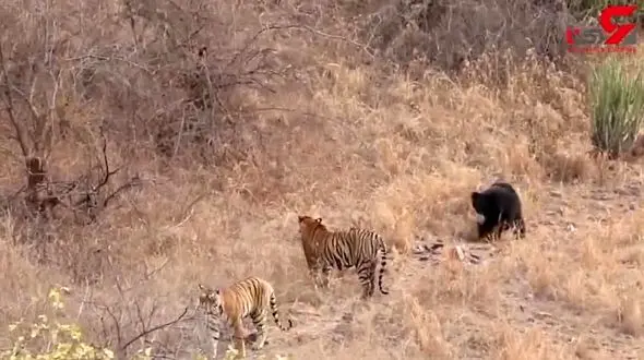 خرس تنبل ببر را فراری داد + فیلم