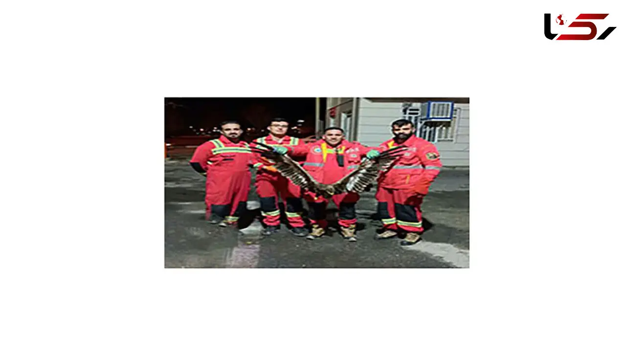 نجات عقاب سرمازده توسط آتش نشانان خرم آبادی + عکس