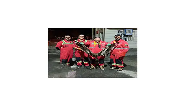 نجات عقاب سرمازده توسط آتش نشانان خرم آبادی + عکس