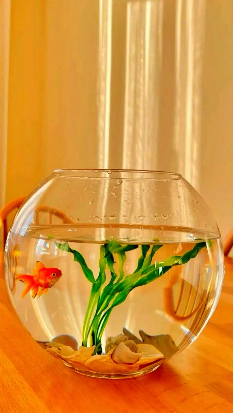 مدل تنگ ماهی هفت سین ۱۴۰۵ | مدل تنگ ماهی مدرن تا فانتزی برای هفت سین ۱۴۰۵ با ایده هایی برای عروس های هنرمند!