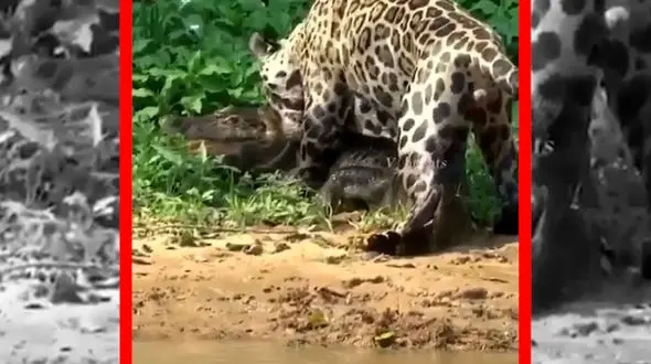 فیلم بیرون کشیدن تمساح از آب توسط جگوار