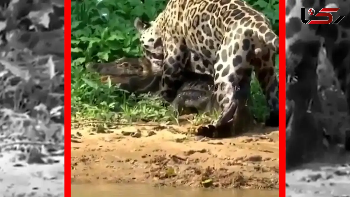 فیلم بیرون کشیدن تمساح از آب توسط جگوار