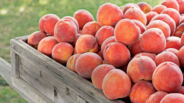 خواص بی نظیر هلو + طرز تهیه 3 خوراکی با هلو 