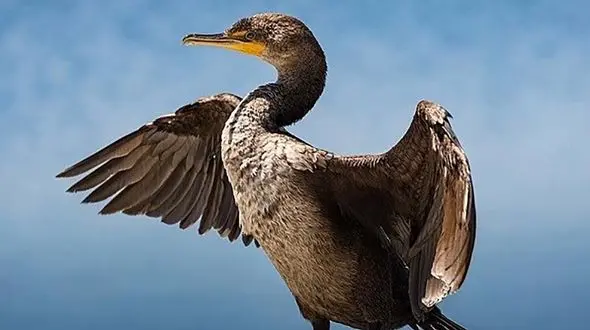 راز اقیانوس ها در چشم باکلان ها + فیلم