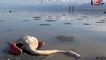 Miankaleh Restoration Underway with Three Water Transfer Projects + Video