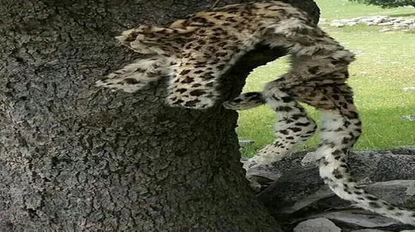  شکارچی این  پلنگ دستگیر شد + عکس