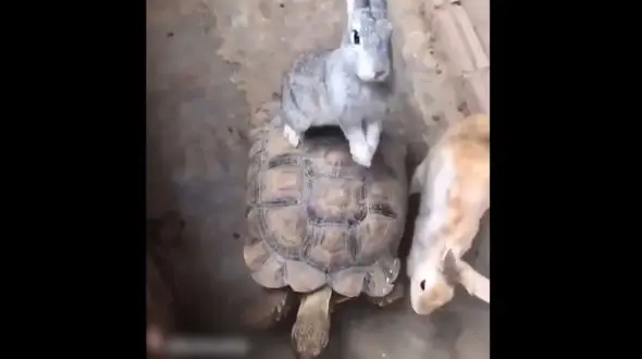 سواری دادن لاک پشت به خرگوش ها / فیلم