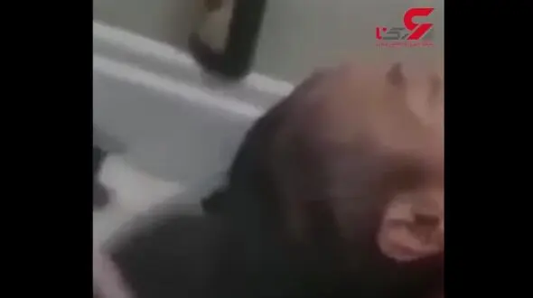 مردی که ۵۴ سال موهایش را کوتاه نکرده است! + فیلم 