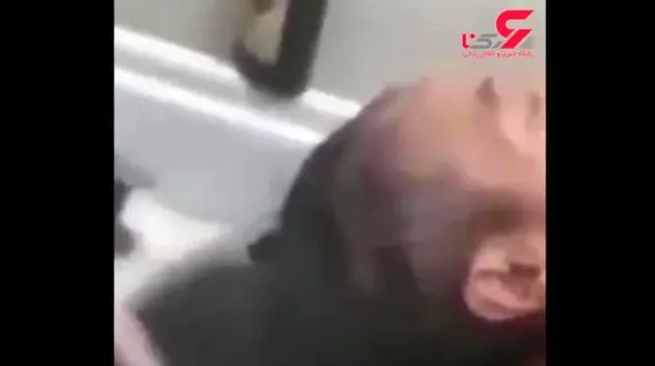 مردی که ۵۴ سال موهایش را کوتاه نکرده است! + فیلم 