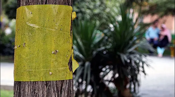 نوار چسب‌های زرد رنگ برای مهار مگس‌های سفید کافی نبوده است