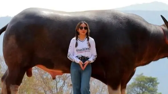 بزرگترین گاومیش آبی دنیا؛ آشنایی با کینگ‌ کنگ + تصاویر