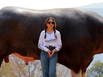 بزرگترین گاومیش آبی دنیا؛ آشنایی با کینگ‌ کنگ +تصاویر