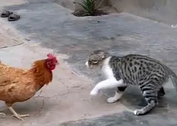 مستند حیات وحش؛ گربه فکر کرد مرغ موشه تحقیر شد