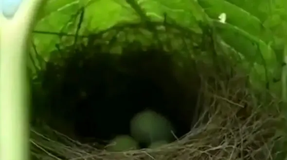 عجیب ترین لانه پرنده + فیلم