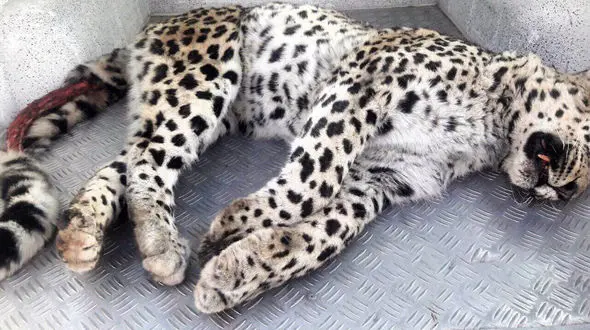 پلنگ ایرانی زیرقطار مشهد لت و پار شد + عکس تلخ