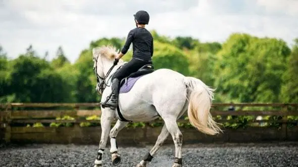 لوازم چرمی سوارکاری را از کجا بخریم؟