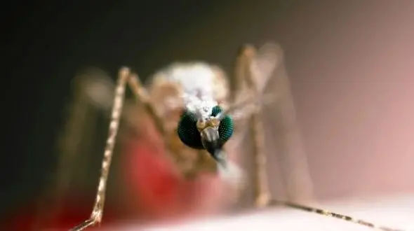 سگ ها با بو کردن جوراب بیماری مالاریا را شناسایی می کنند