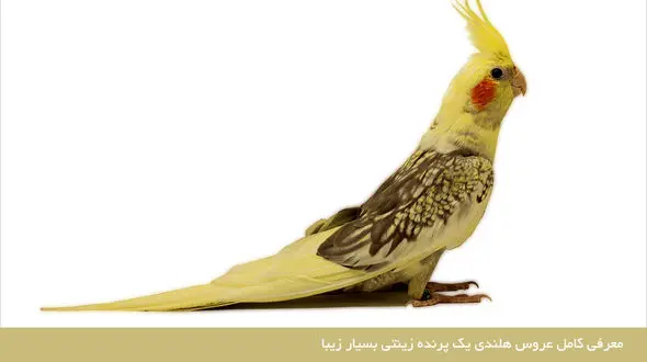 چرا این پرنده زیبای زینتی عروس هلندی نام گرفت + تصاویر