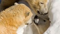 تصاویر دیدنی خرس قطبی جذاب در باغ وحش سن دیگو