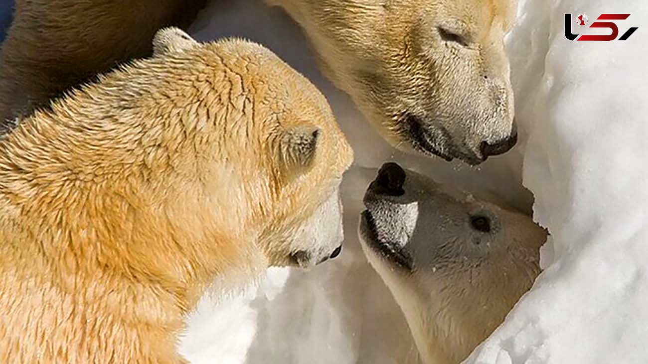 تصاویر دیدنی خرس قطبی جذاب در باغ وحش سن دیگو